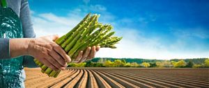 How much Vitamin C Does Asparagus Have?