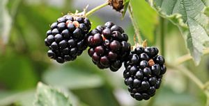 Are Blackberries high in Protein?