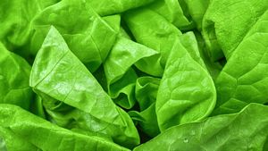 Is Boston Lettuce high in Antioxidants?