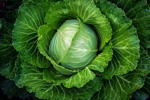 Is Cabbage Rich in Vitamins?