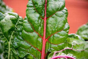 Are Collard Greens high in Antioxidants?