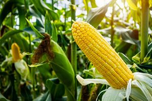 Is Corn high in Carbs?