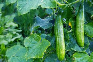 Can I Lose Weight Eating Cucumbers?