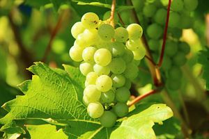 Are Grapes rich in Vitamins?