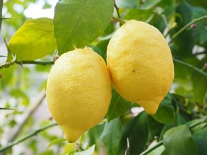 Are Lemons high in Protein?