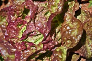 Is Red Leaf Lettuce high in Antioxidants?