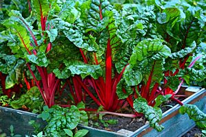 Is Swiss Chard high in Carbs?