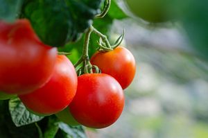 Are Tomatoes high in Carbs?