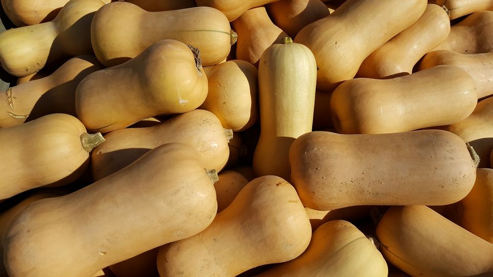 Butternut or Winter Squash